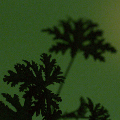 Party in the Greenhouse